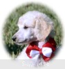 A photo of Rayna, a white standard poodle