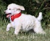 A photo of Rayna, a white standard poodle