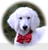 A photo of Rayna, a white standard poodle