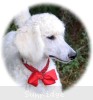 A photo of Rayna, a white standard poodle