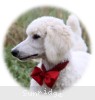 A photo of Rayna, a white standard poodle