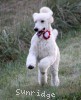 A photo of Rayna, a white standard poodle