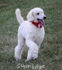 A photo of Rayna, a white standard poodle