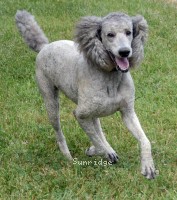 "Cherie" Prairieland Rock Me All Night Long, a silver female Standard Poodle for sale