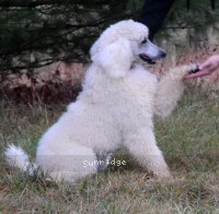 Guthrie, a white male Standard Poodle