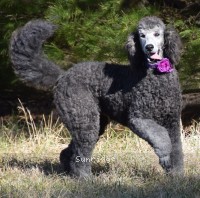 "Orianna" Sunridg Princess Of The Midnight Sky, a silver female Standard Poodle for sale