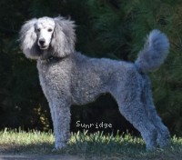 "Glory" Prairieland Sky Rocket Delight, a silver female Standard Poodle