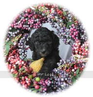 Yakir, a silver male Standard Poodle puppy for sale