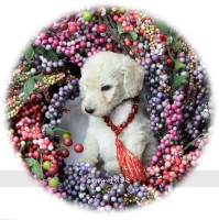 Ryker, a white male Standard Poodle puppy for sale