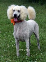 "Victor" Masdo's Victor, a white male Standard Poodle