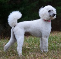 Rayna, a white female Standard Poodle for sale