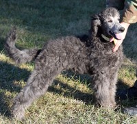 Goose, a silver male Standard Poodle puppy