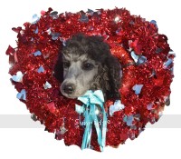 Baxley, a silver male Standard Poodle puppy for sale