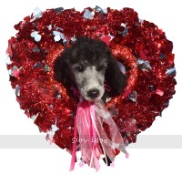 Panna, a silver female Standard Poodle puppy for sale