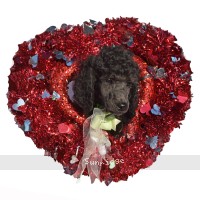 "Blue" Sunridge Midnight Blue Warrior, a blue male Standard Poodle puppy