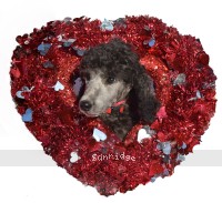 Reeta, a silver female Standard Poodle puppy