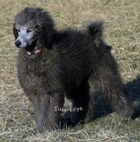 Philomena, a silver female Standard Poodle puppy for sale