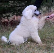 Guthrie, a white male Standard Poodle