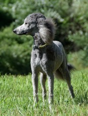 "Lyza" Sunridge Lady Of The Sky, a silver female Standard Poodle