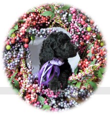 "Desarae" Sunridge Dymonds In The Sky, a silver female Standard Poodle puppy