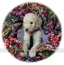 Sunny, a cream male Standard Poodle puppy