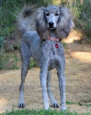 "Lux" Paige, a silver female Standard Poodle