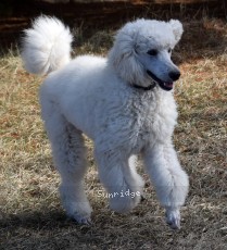 Rufus, a white male Standard Poodle puppy