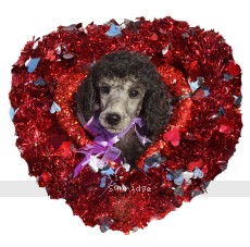 Pernell, a silver male Standard Poodle puppy for sale