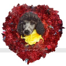 Yasmin, a silver female Standard Poodle puppy