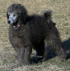 Philomena, a silver female Standard Poodle puppy