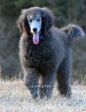 Barrington, a silver male Standard Poodle puppy for sale