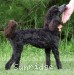 A photo of Sunridge Princess of the Knight, a blue standard poodle