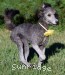 A photo of Sunridge Midnight Piper, a silver standard poodle