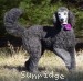 A photo of Sunridg Princess Of The Midnight Sky, a silver standard poodle