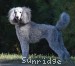 A photo of Prairieland Sky Rocket Delight, a silver standard poodle