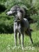 A photo of Sunridge Lady Of The Sky, a silver standard poodle