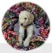 A photo of Sunny, a cream standard poodle puppy