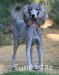 A photo of Paige, a silver standard poodle