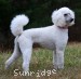 A photo of Rayna, a white standard poodle