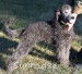 A photo of Goose, a silver standard poodle puppy