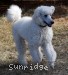 A photo of Rufus, a white standard poodle puppy