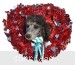 A photo of Baxley, a silver standard poodle puppy