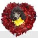 A photo of Yasmin, a silver standard poodle puppy