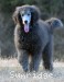 A photo of Barrington, a silver standard poodle puppy