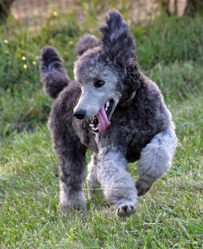 Zia standard hot sale poodles