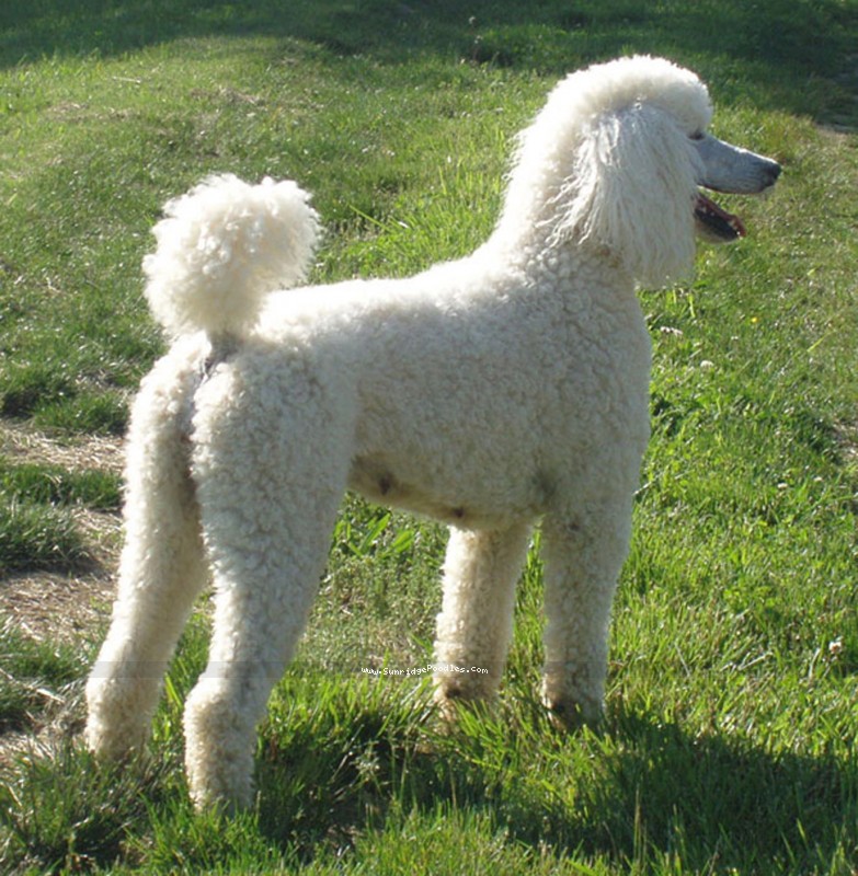 Female standard hot sale poodle